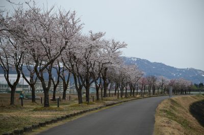 桜づつみ20230407