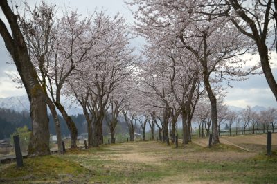 桜づつみ20230407