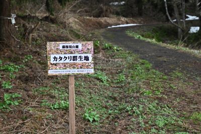 小出公園カタクリ20230416