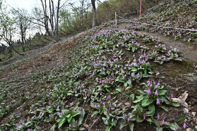 小出公園カタクリ20230416