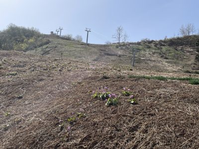 小出公園カタクリ20230413