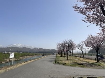 魚野川桜づつみ20230413