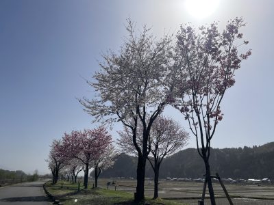 魚野川桜づつみ20230413