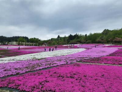 芝桜20230506