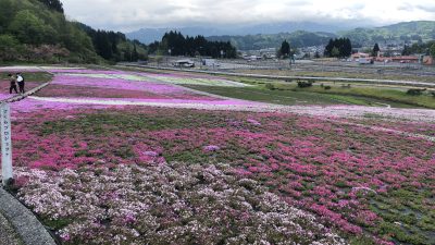 芝桜20230502