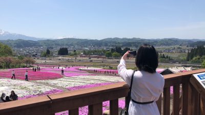 20230505芝桜