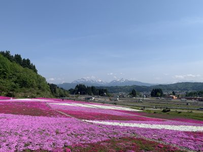 芝桜2023.5.10