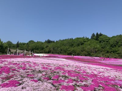 芝桜2023.5.10