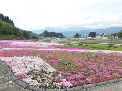 芝桜2023.5.14