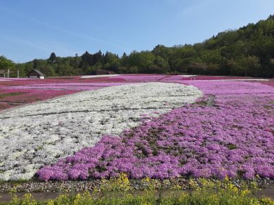 芝桜2023.5.9