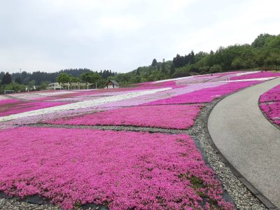 芝桜2023.5.14