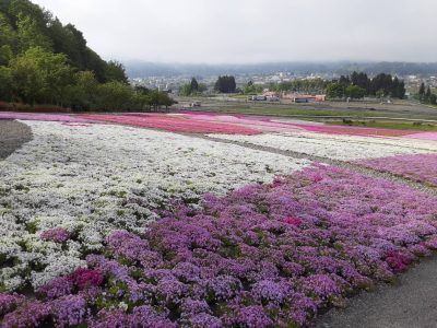 芝桜2023.5.16
