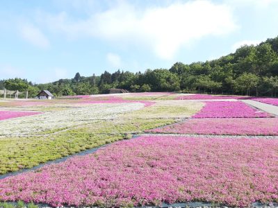 芝桜2023.5.20