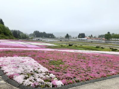 2023.5.7芝桜