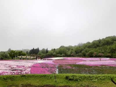 2023.5.7芝桜
