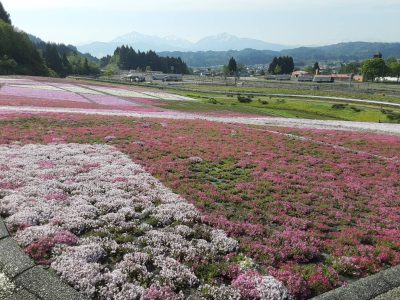 芝桜2023.5.9