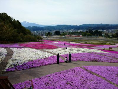 芝桜2023.5.13