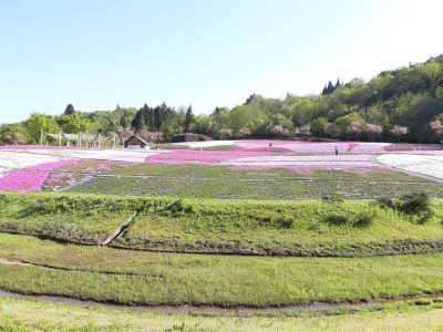芝桜20230504