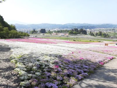 芝桜2023.5.18