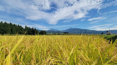 稲穂・田んぼ・稲刈り