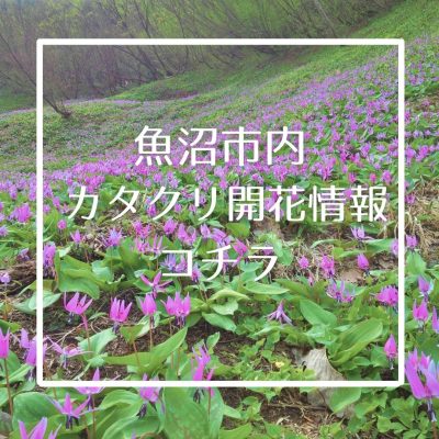 カタクリ開花情報バナー