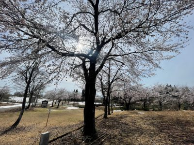 2024.4.15雪上桜