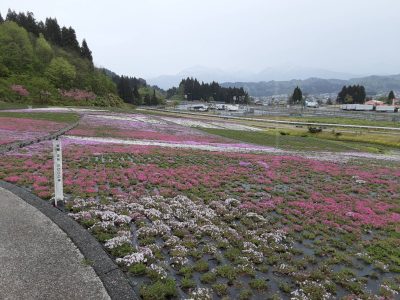 2024.4.24芝桜