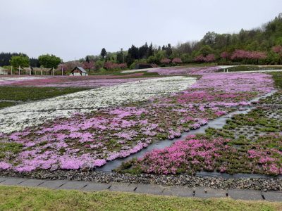 2024.4.24芝桜