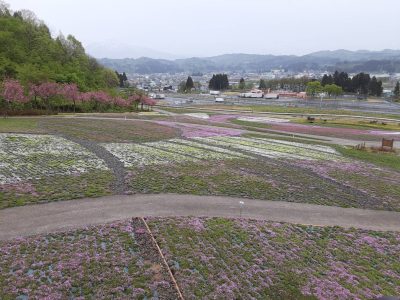 2024.4.24芝桜