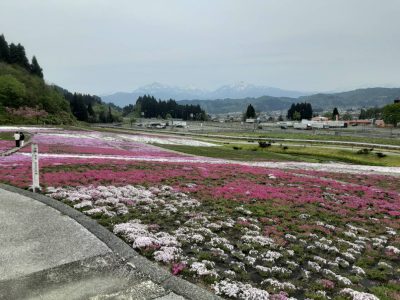 2024.4.27芝桜