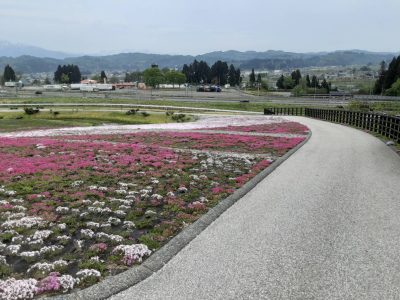 2024.4.27芝桜