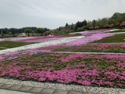 2024.4.27芝桜