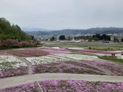 2024.4.27芝桜