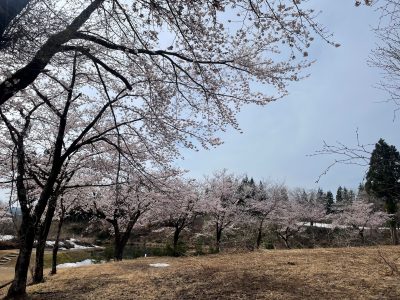 2024.4.15雪上桜