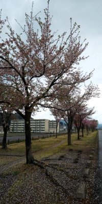 2024.4.17桜づつみ