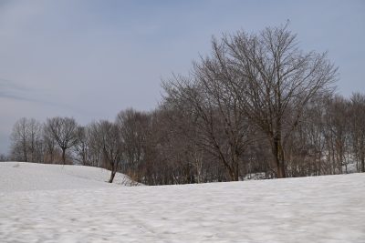 2024.4.5雪上桜