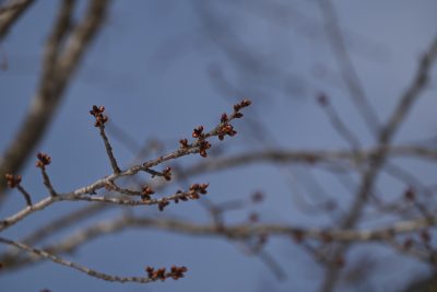 2024.4.5雪上桜