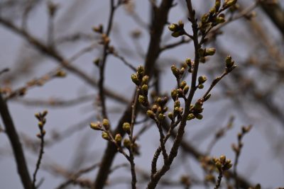 2024.4.6桜づつみ