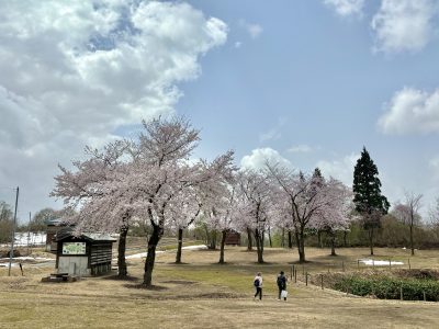 2024.4.17雪上桜