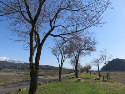 R6-4-10魚野川桜づつみ