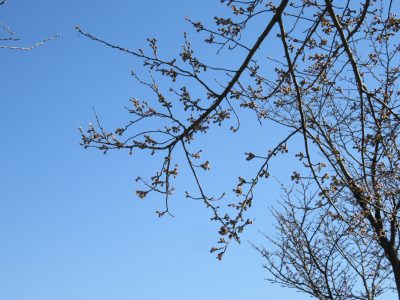 R6-4-10魚野川桜づつみ