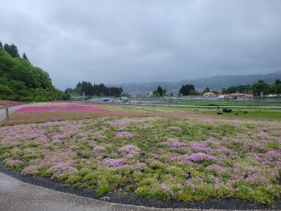 2024.5.13芝桜