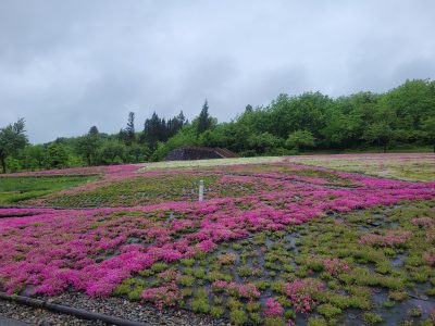 2024.5.13芝桜