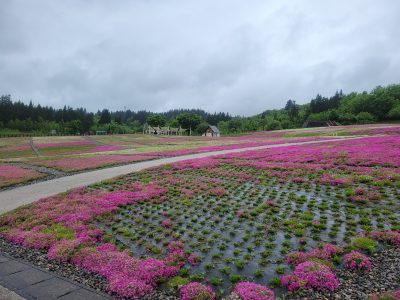 2024.5.13芝桜