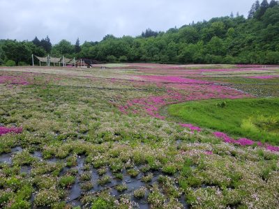 2024.5.13芝桜