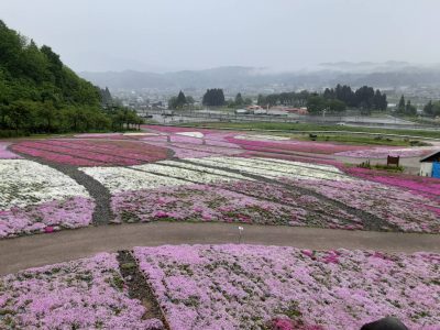 2024.5.7芝桜