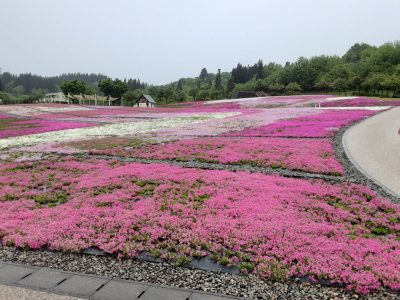 2024.5.7芝桜