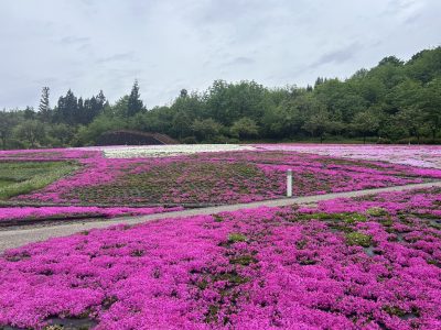 2024.5.7芝桜