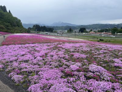 2024.5.7芝桜