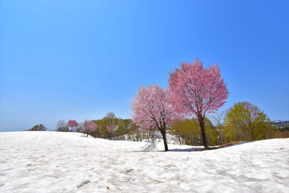 雪上桜